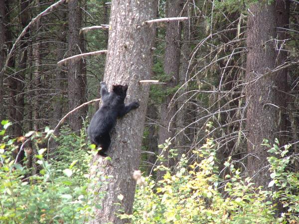 Photo of Ursus americanus by <a href="http://www.forestry.ubc.ca/resfor/afrf/">Alex Fraser Research Forest</a>